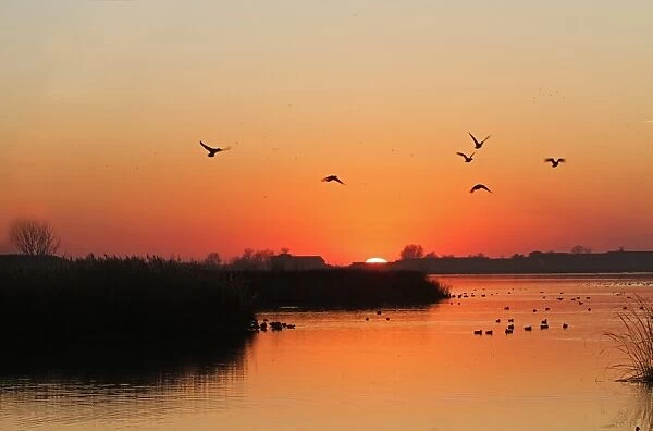 View of wetland habitat with ducks in flight at sunset, Estany d ivars i Vila-sana, Lleida Province, Catalonia, Spain