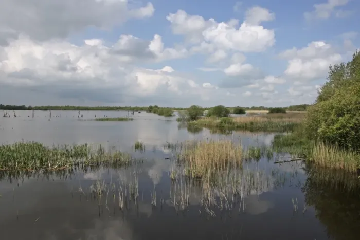 Framed Print : View of wetland habitat in nature reserve, viewed from Noahs Hide, part of Brue Valley Living Landscape landscape scale
