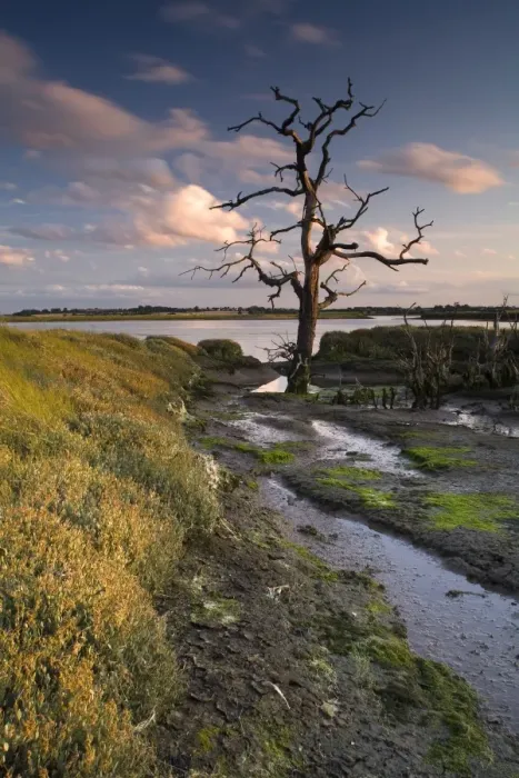 Framed Print : View of wetland habitat at sunset, created to mitigate against loss of Fagbury mudflats as result of expansion of Port
