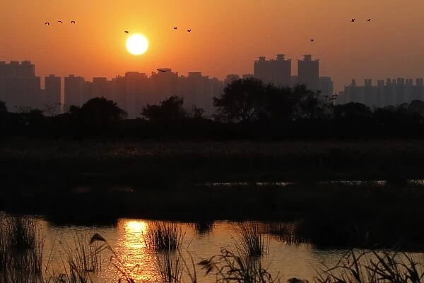 View across wetland towards skyscrapers at sunset, with Great Cormorant (Phalacrocorax carbo carbo sinensis)
