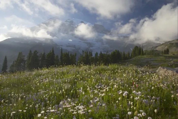 Framed Print : View of wildflowers in alpine meadow habitat, Mount Rainier, Mount Rainier N. P. Washington State, U. S. A Framed Print : View of wildflowers in alpine meadow habitat, Mount Rainier, Mount Rainier N. P. Washington State, U. S. A