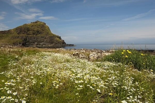 View of wildflowers and coastline, Giants Causeway, County Antrim, Northern Ireland, July