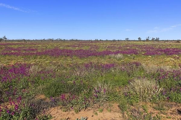 View of wildflowers flowering in desert habitat, Sturt N. P. New South Wales, Australia