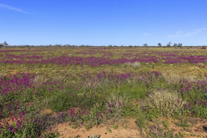 Framed Print : View of wildflowers flowering in desert habitat, Sturt N. P. New South Wales, Australia