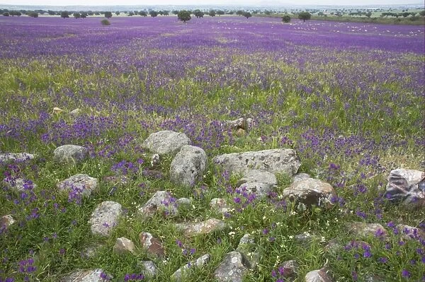 View of wildflowers flowering at edge of dehesa habitat, with sheep flock grazing in distance, Extremadura, Spain