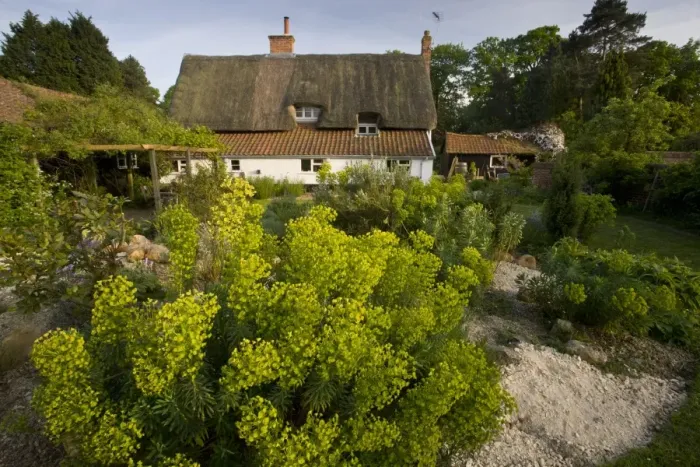 Framed Print : View of wildlife garden and thatched house, with Spurge (Euphorbia wulfenii) growing in foreground, Snow Street Framed Print : View of wildlife garden and thatched house, with Spurge (Euphorbia wulfenii) growing in foreground, Snow Street
