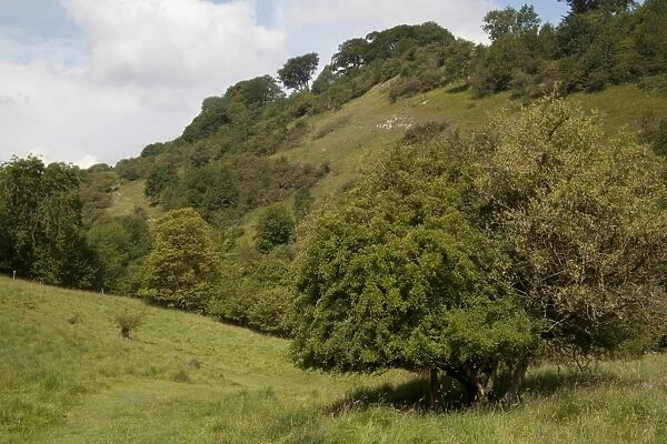 View of wooded slope habitat, Millers Dale Quarry, Derbyshire Wildlife Trust Reserve, Wye Valley, Derbyshire, England