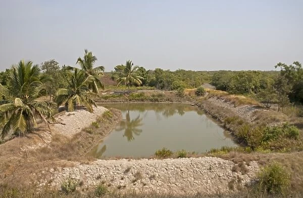 Village water storage pond, Sundarbans, Ganges Delta, West Bengal, India, March