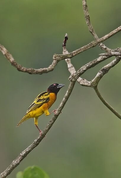 Village Weaver (Ploceus cucullatus cucullatus) adult male, perched on twig, Stingless-bee Road, Ghana, February