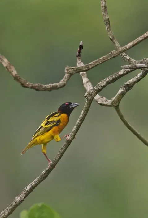 Framed Print : Village Weaver (Ploceus cucullatus cucullatus) adult male, perched on twig, Stingless-bee Road, Ghana, February Framed Print : Village Weaver (Ploceus cucullatus cucullatus) adult male, perched on twig, Stingless-bee Road, Ghana, February