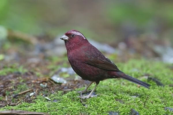 Vinaceous Rosefinch (Carpodacus vinaceus formosanus) adult male, standing on moss, Anmashan, Central Taiwan, May