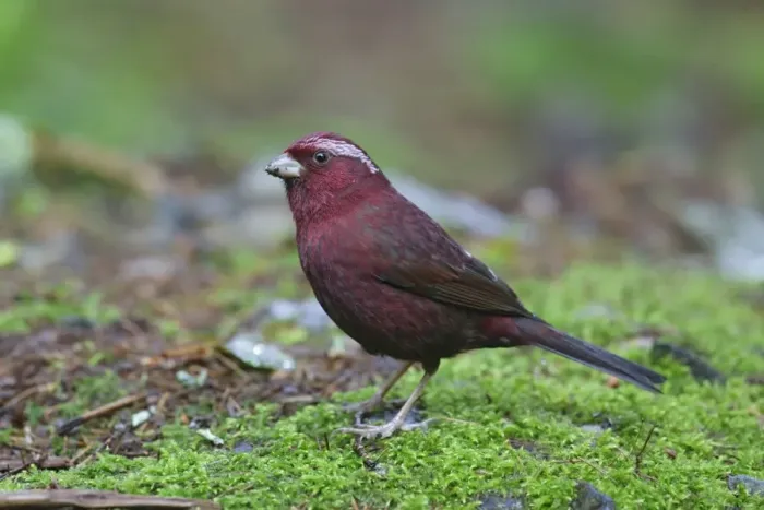 Framed Print : Vinaceous Rosefinch (Carpodacus vinaceus formosanus) adult male, standing on moss, Anmashan, Central Taiwan, May Framed Print : Vinaceous Rosefinch (Carpodacus vinaceus formosanus) adult male, standing on moss, Anmashan, Central Taiwan, May
