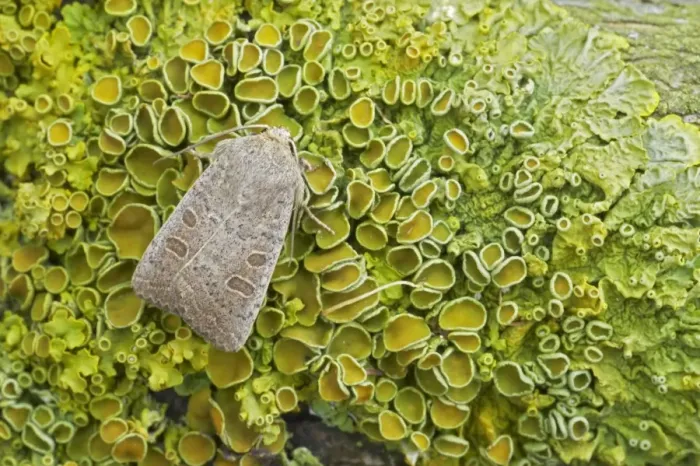 Framed Print : Vines Rustic (Hoplodrina ambigua) adult, resting on lichen, Essex, England Framed Print : Vines Rustic (Hoplodrina ambigua) adult, resting on lichen, Essex, England