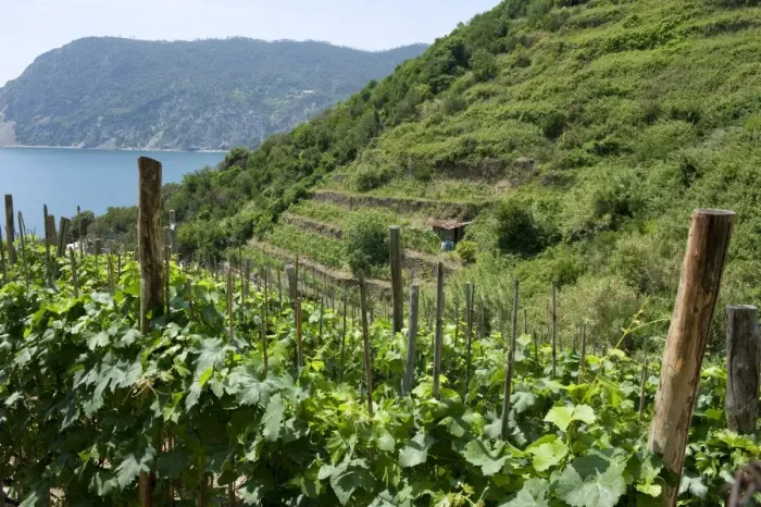 Framed Print : Vineyard with grape vines growing on terraces, near Vernazza, La Spezia, Cinque Terre, Riviera Levante, Liguria, Italy Framed Print : Vineyard with grape vines growing on terraces, near Vernazza, La Spezia, Cinque Terre, Riviera Levante, Liguria, Italy
