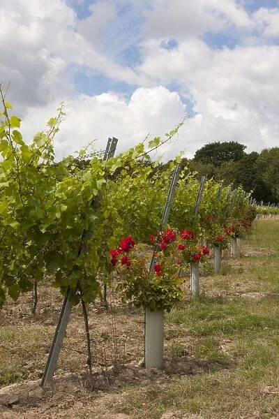 Vineyard with grape vines and roses planted at end of rows, near Appledore, Kent, England, july