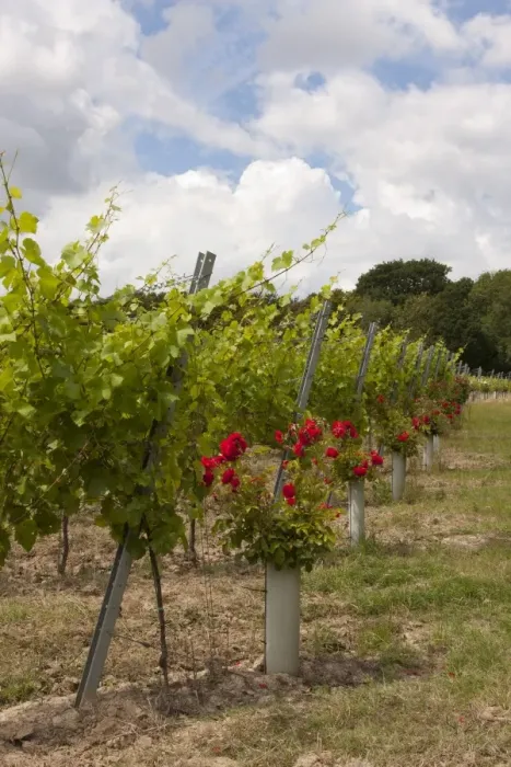 Framed Print : Vineyard with grape vines and roses planted at end of rows, near Appledore, Kent, England, july Framed Print : Vineyard with grape vines and roses planted at end of rows, near Appledore, Kent, England, july