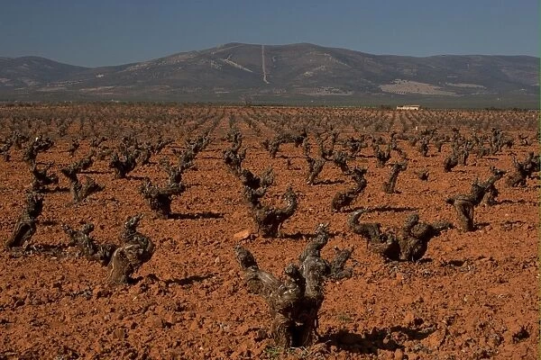 Vineyard with pruned old grape vines, La Mancha, Spain, january