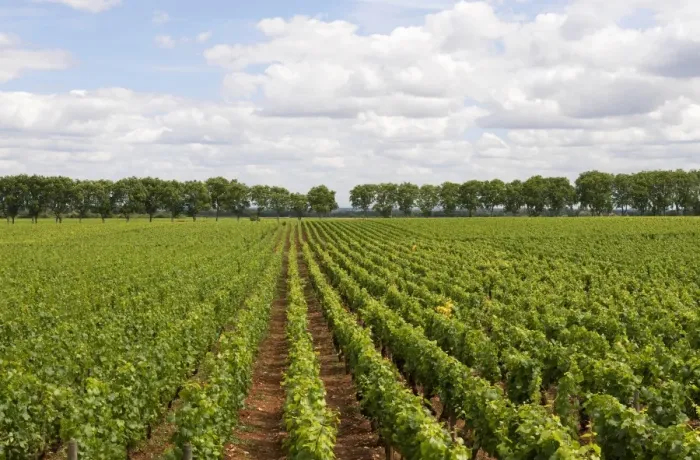 Framed Print : Vineyard with rows of grape vines, Chateau de Pommard, Burgundy, France, june Framed Print : Vineyard with rows of grape vines, Chateau de Pommard, Burgundy, France, june