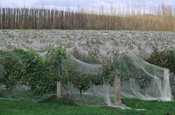 Framed Print : Vineyard with rows of grape vines covered with netting for protection from bird damage, Gisborne, North Island Framed Print : Vineyard with rows of grape vines covered with netting for protection from bird damage, Gisborne, North Island