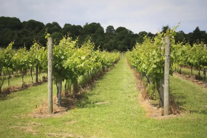 Framed Print : Vineyard with rows of grape vines growing on south-facing slope of chalk downland, Adgestone Vineyard, Adgestone, Isle of Wight, England, july