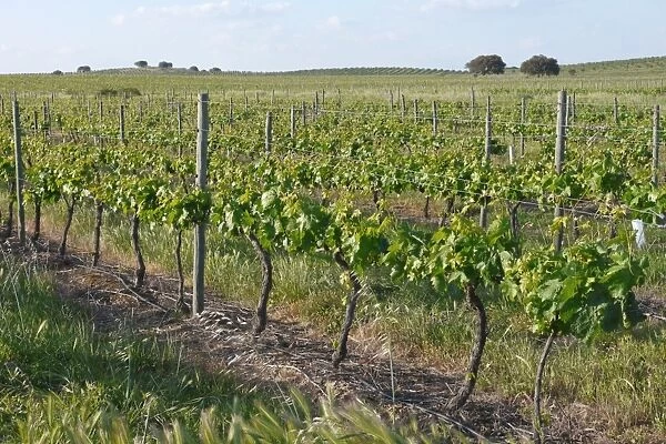 Vineyard with rows of grape vines and supports, Baracina, Portalegre District, Alentejo, Portugal, april