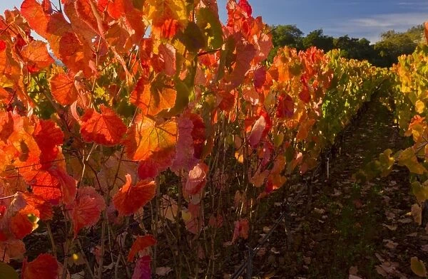 Vineyard on wine estate, row of grape vines with leaves in autumn colour, Napa Valley, near St