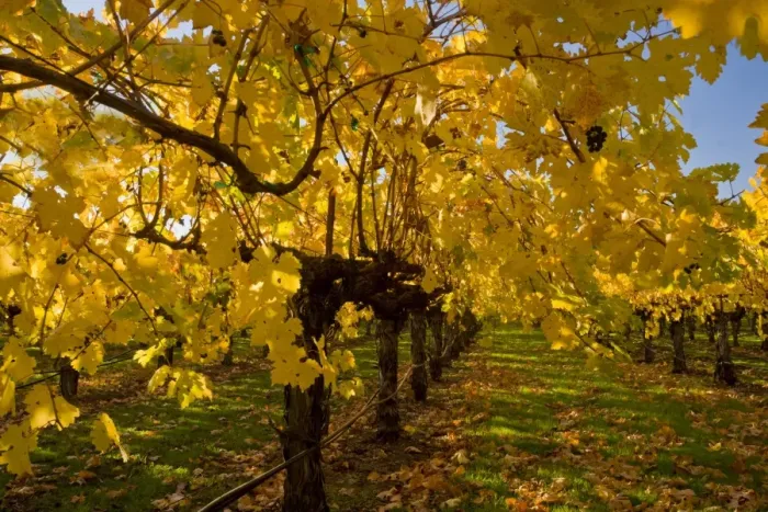 Framed Print : Vineyard on wine estate, row of grape vines with leaves in autumn colour, Napa Valley, near St Framed Print : Vineyard on wine estate, row of grape vines with leaves in autumn colour, Napa Valley, near St
