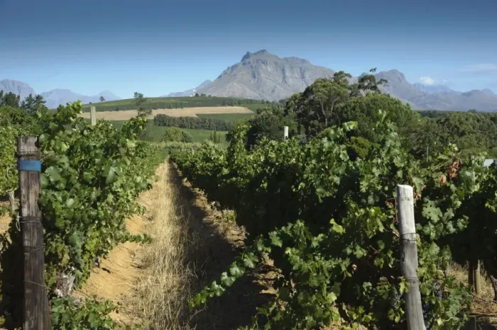 Framed Print : Vineyard on wine estate, rows of grape vines, Devon Valley, Stellenbosch, Western Cape, South Africa Framed Print : Vineyard on wine estate, rows of grape vines, Devon Valley, Stellenbosch, Western Cape, South Africa