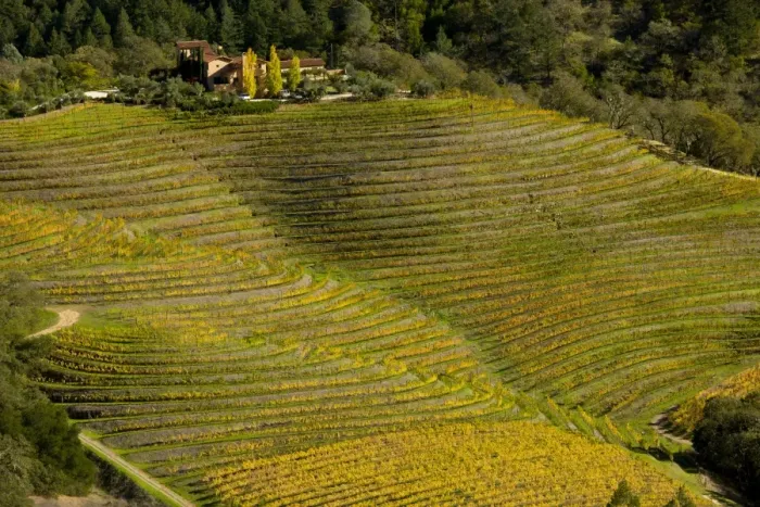 Framed Print : Vineyard on wine estate, rows of grape vines with leaves in autumn colour growing on slope, Napa Valley Framed Print : Vineyard on wine estate, rows of grape vines with leaves in autumn colour growing on slope, Napa Valley
