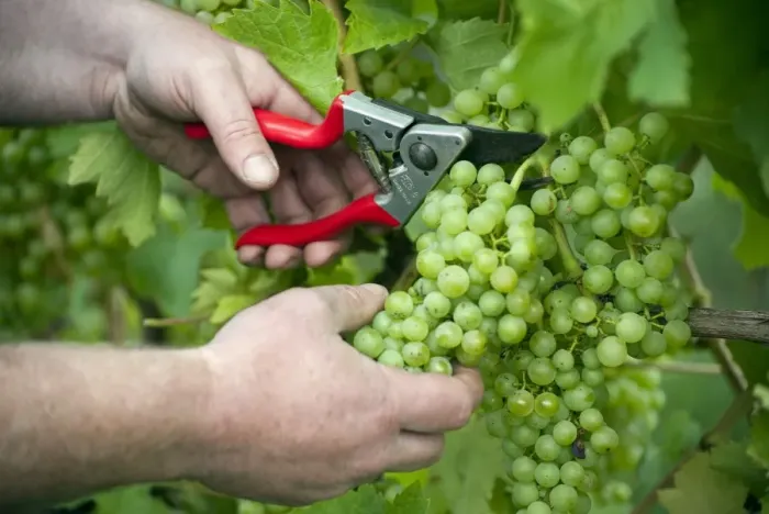 Framed Print : Vineyard worker cutting green grapes from vine, Essex, England, September Framed Print : Vineyard worker cutting green grapes from vine, Essex, England, September