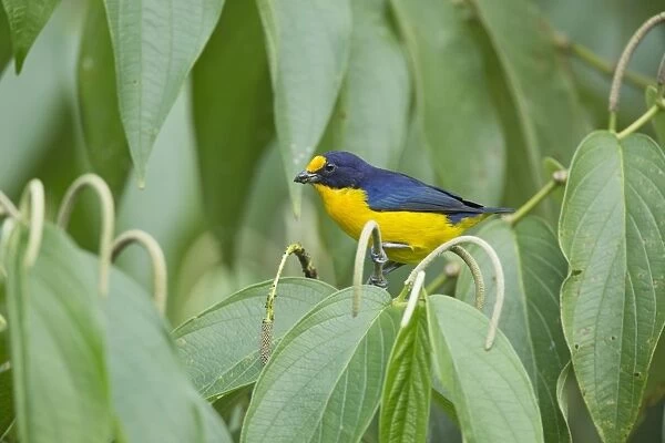 Violaceous Euphonia (Euphonia violacea) adult male, feeding, perched on flowerspike, Trinidad, Trinidad and Tobago