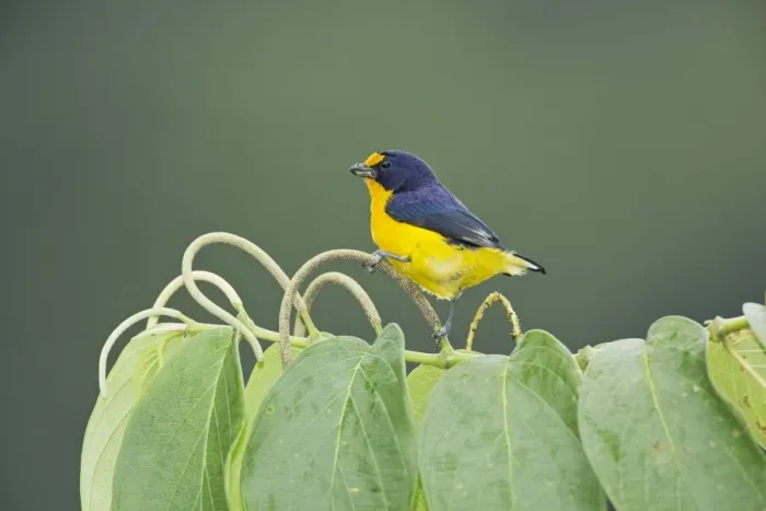 Framed Print : Violaceous Euphonia (Euphonia violacea) adult male, feeding, perched on flowerspike, Trinidad, Trinidad and Tobago Framed Print : Violaceous Euphonia (Euphonia violacea) adult male, feeding, perched on flowerspike, Trinidad, Trinidad and Tobago