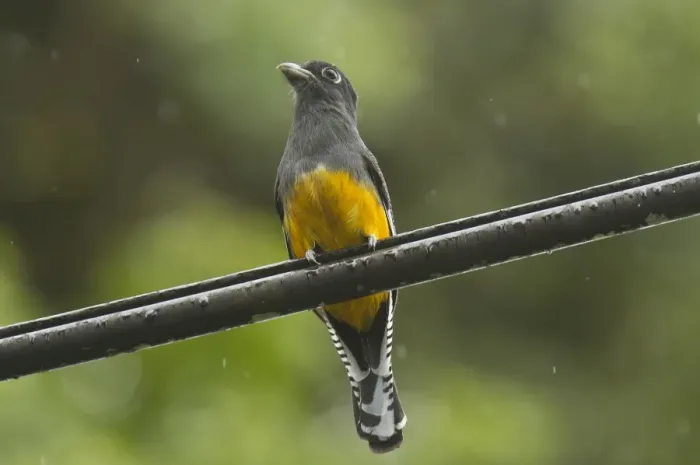Framed Print : Violaceous Trogon (Trogon violaceus violaceus) adult female, perched on overhead wire during rainfall, Trinidad Framed Print : Violaceous Trogon (Trogon violaceus violaceus) adult female, perched on overhead wire during rainfall, Trinidad