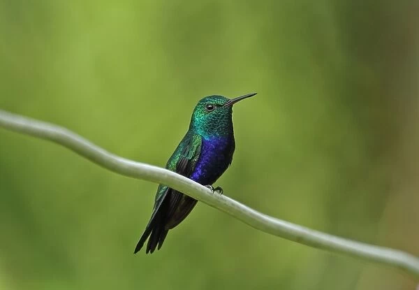 Violet-bellied Hummingbird (Juliamyia julie panamensis) adult male, perched on wire, Chagres River, Panama, November