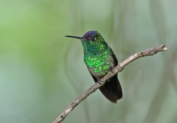 Framed Print : Violet-capped Hummingbird (Goldmania violiceps) adult male, perched on twig, Altos del Maria, Panama, November Framed Print : Violet-capped Hummingbird (Goldmania violiceps) adult male, perched on twig, Altos del Maria, Panama, November