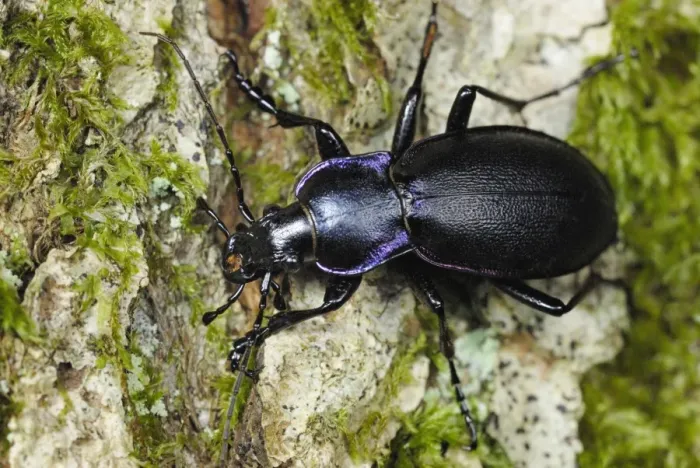 Framed Print : Violet Ground Beetle (Carabus violaceus) adult, on bark in ancient woodland, Gelli Hir Wood, Gower Peninsula Framed Print : Violet Ground Beetle (Carabus violaceus) adult, on bark in ancient woodland, Gelli Hir Wood, Gower Peninsula