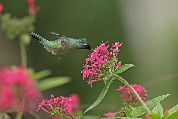 Violet-headed Hummingbird (Klais guimeti merrittii) adult male, in flight, hovering and feeding at flower, Cerro Azul