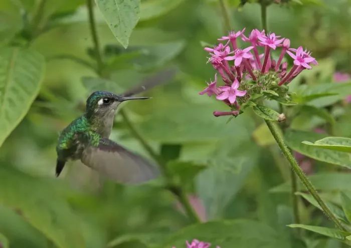 Framed Print : Violet-headed Hummingbird (Klais guimeti merrittii) adult female, in flight, hovering at flower, Cerro Azul, Panama Framed Print : Violet-headed Hummingbird (Klais guimeti merrittii) adult female, in flight, hovering at flower, Cerro Azul, Panama