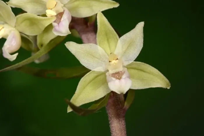 Framed Print : Violet Helleborine (Epipactis purpurata) close-up of flowers, Oxfordshire, England, August Framed Print : Violet Helleborine (Epipactis purpurata) close-up of flowers, Oxfordshire, England, August