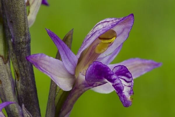 Violet Limodore (Limodorum abortivum) close-up of flower, Causse de Gramat, Massif Central, Lot, France, May