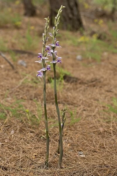 Violet Limodore (Limodorum abortivum) flowering, growing in pine woodland, Chios, Greece, April