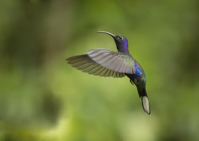 Framed Print : Violet Sabrewing (Campylopterus hemileucurus) adult male, in flight, Costa Rica, March Framed Print : Violet Sabrewing (Campylopterus hemileucurus) adult male, in flight, Costa Rica, March