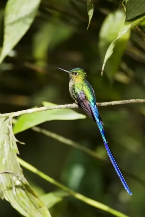 Framed Print : Violet-tailed Sylph (Aglaiocercus coelestis) adult male, perched on twig in montane rainforest, Andes, Ecuador Framed Print : Violet-tailed Sylph (Aglaiocercus coelestis) adult male, perched on twig in montane rainforest, Andes, Ecuador