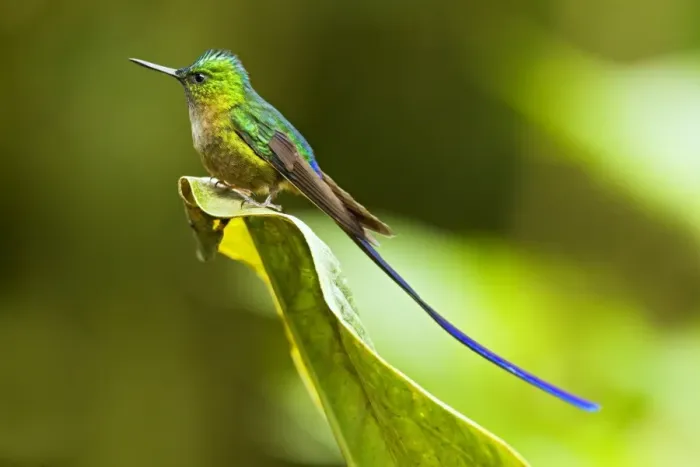 Framed Print : Violet-tailed Sylph (Aglaiocercus coelestis) adult male, perched on leaf in montane rainforest, Andes, Ecuador