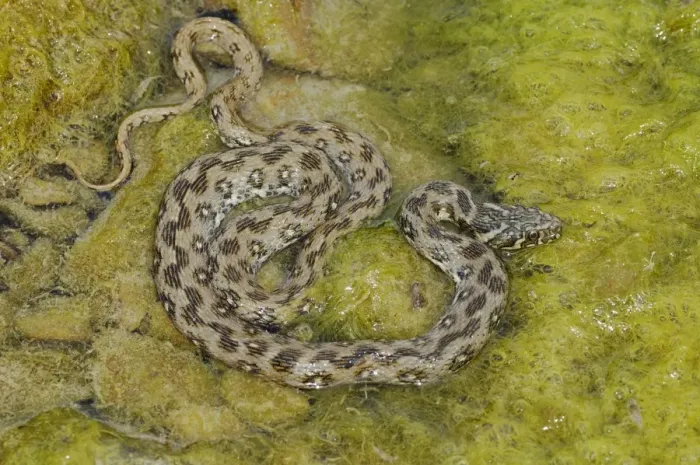 Framed Print : Viperine Snake (Natrix maura) adult, amongst algae in water, Italy, june