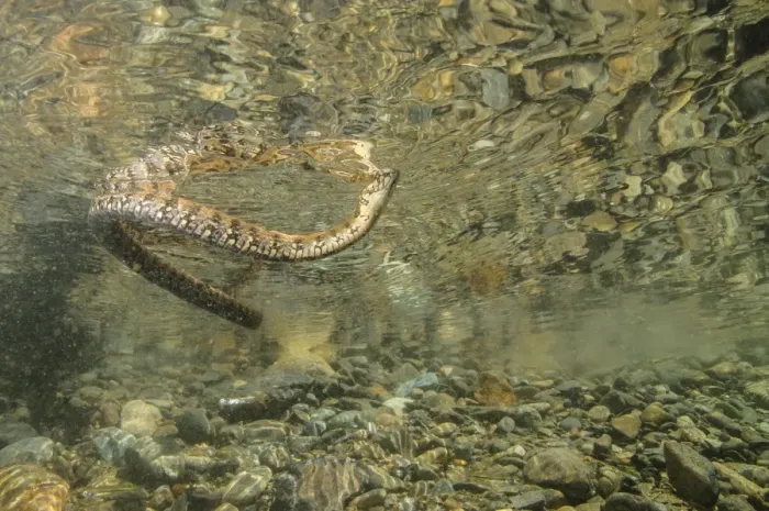 Framed Print : Viperine Snake (Natrix maura) adult, swimming, from below water, Italy, August