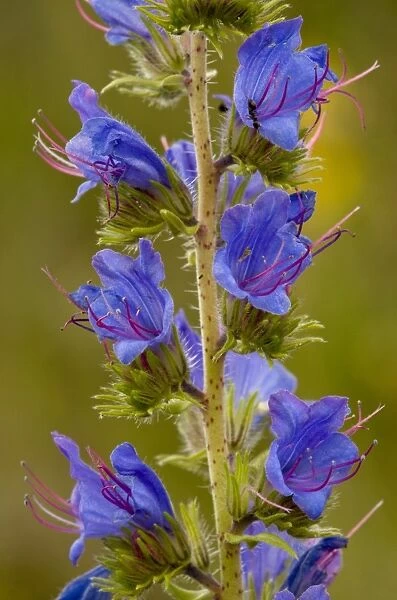 Vipers Bugloss (Echium vulgare) close-up of flowers, Cranwich Camp, Breckland, Norfolk, England, july