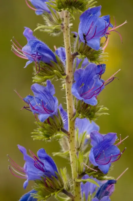 Framed Print : Vipers Bugloss (Echium vulgare) close-up of flowers, Cranwich Camp, Breckland, Norfolk, England, july
