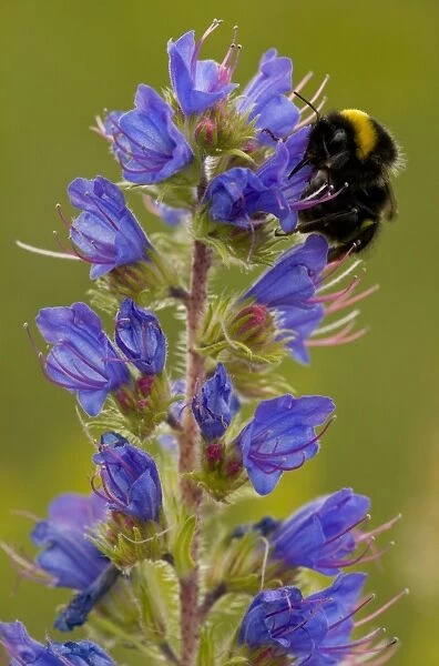 Vipers Bugloss (Echium vulgare) flowering, with Bumblebee (Bombus sp. ) feeding, Cranwich Camp, Breckland, Norfolk