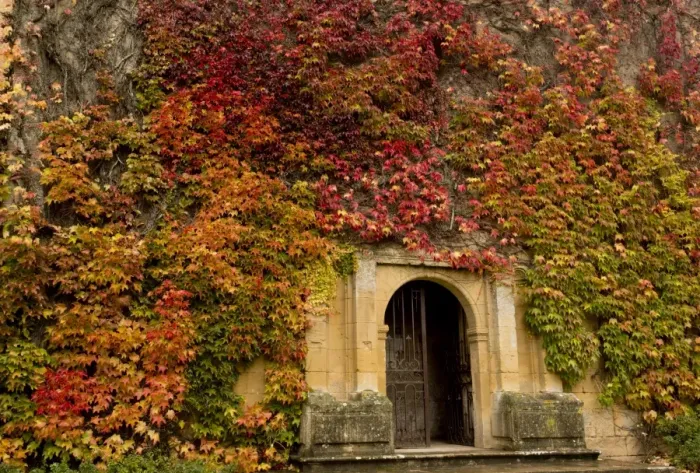 Framed Print : Virginia Creeper (Parthenocissus quinquefolia) introduced species, leaves in autumn colour Framed Print : Virginia Creeper (Parthenocissus quinquefolia) introduced species, leaves in autumn colour